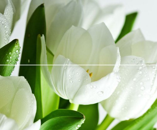  Arco Verde Tulipan Панно (из 2-х пл.) 50x60 от POLCOLORIT